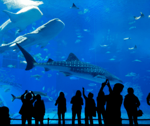 Portsmouth Blue Reef Aquarium  